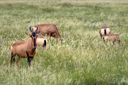 Namibia, Oshikoto region, Etosha National Park, Common Hartebeest (Alcelaphus buselaphus)