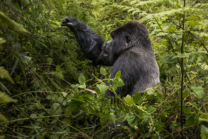 Rwanda, Province du Nord, Parc National des Volcans dans la chaine des Monts Virunga, mont Karisimbi, gorille des montagnes (Gorilla beringei beringei) du groupe Susa, male appelé dos argenté (silverback)