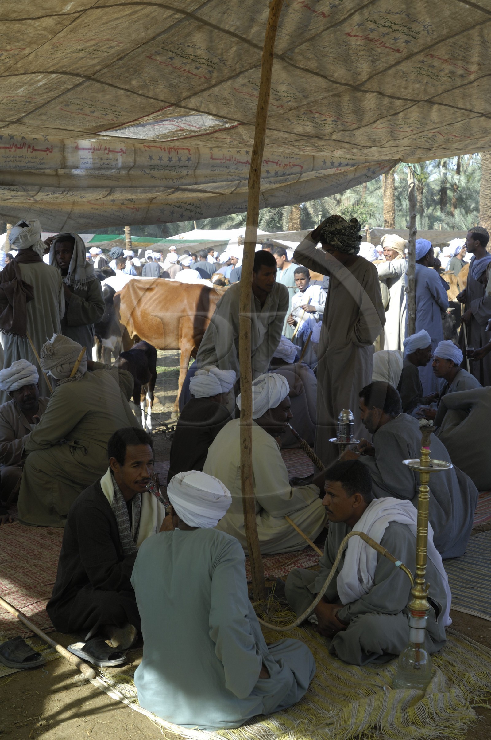 Egypte, Haute Egypte, Daraw au nord d'Assouan, marché aux animaux, fumeurs de Chicha ou Narguilé