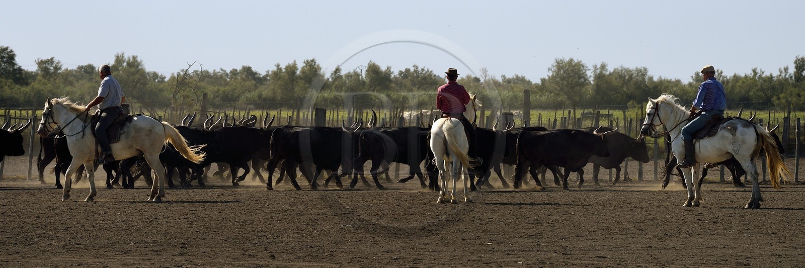 France, Bouches-du-Rhône (13), Parc naturel régional de Camargue, manade Jacques Mailhan, taureau camarguais appellé Raço di Biou, les gardians trient les taureaux