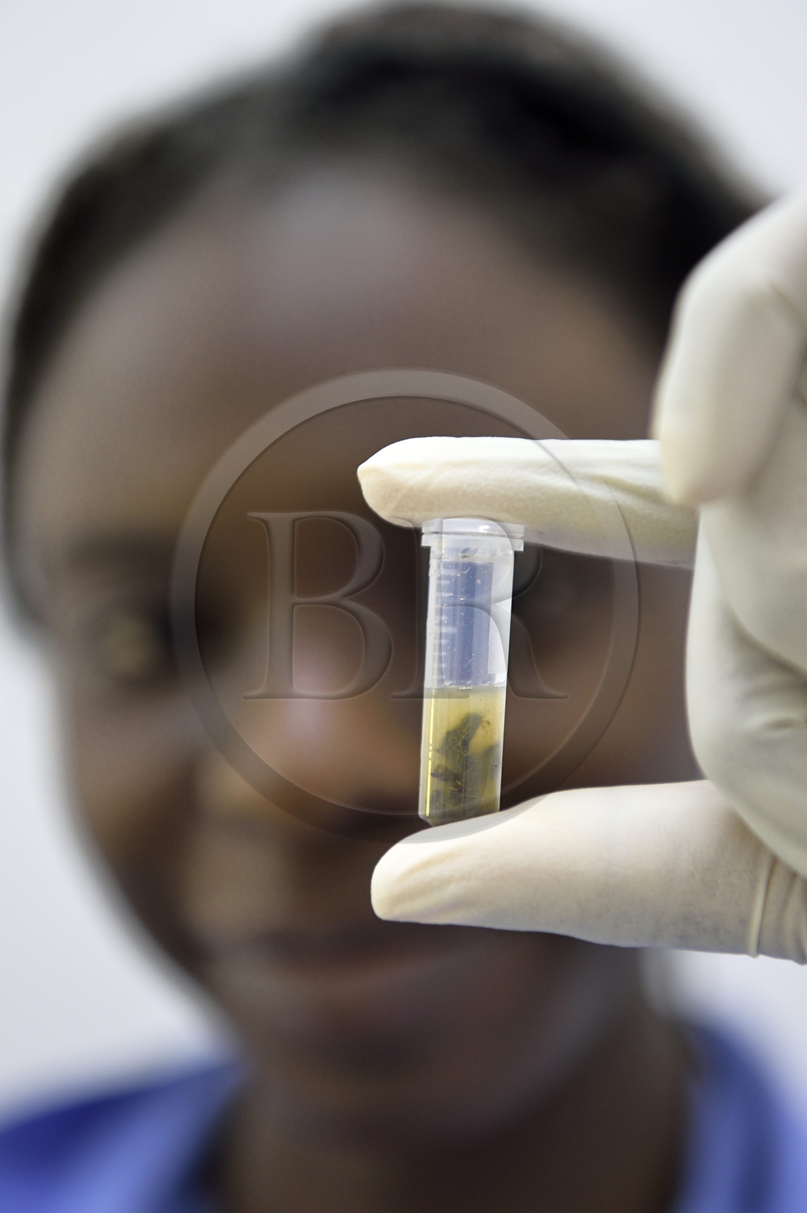 Namibie, Otjiwarongo, Cheetah Conservation Fund, centre de recherche et d'éducation, extraction par Harmony de matière fécale de guépards dans un micro tube en vue d'en extraire l'ADN