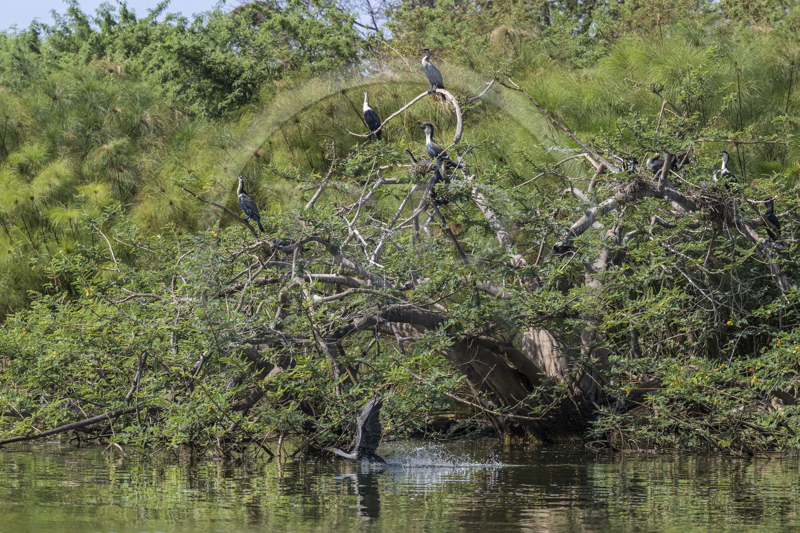 Rwanda, Parc national de l'Akagera, le lac Ihema, cormoran à poitrine blanche (Phalacrocorax lucidus) prenant son envol