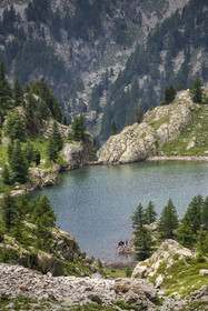 France, Alpes-Maritimes, Parc National du Mercantour (Mercantour national park), Haute Vesubie, Saint Martin Vesubie, Val du Haut Boréon, Trecolpas lake (2150m)