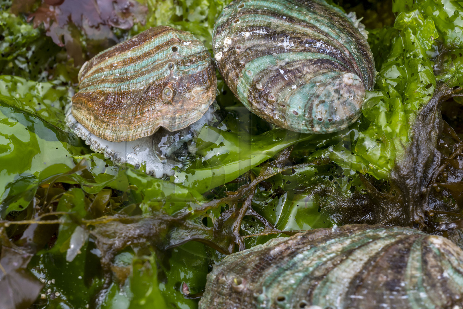 France, Finistère (29), Pays des Abers, estuaire de l'Aber Wrac'h, ormeau (haliotis tuberculata) issu d'un élevage en pleine mer nourri aux algues par France Haliotis
