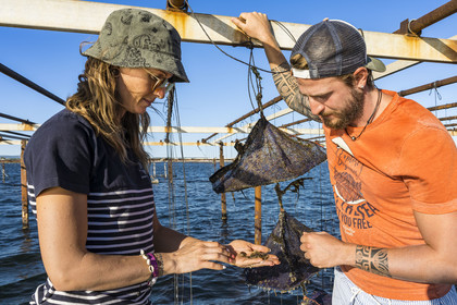 France, Herault, Etang de Thau, Meze, shellfish producers Quentin and Emmeline, young Ostrea edulis oysters and spats in Japanese baskets