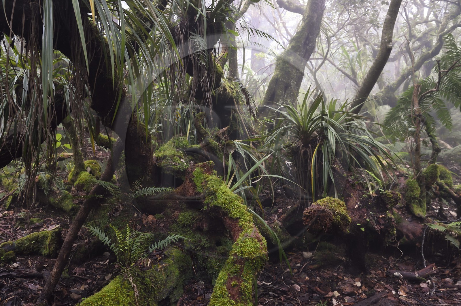 France, Ile de la Reunion, Le Tampon, forêt de Notre-Dame de la Paix en bordure de la Riviere des Remparts sur les pentes du volcan du Piton de la Fournaise
