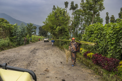 Rwanda, Province du Nord, District de Musanze (Ruhengeri), Busogo, piste menant au mont Karisimbi dans les montagnes des Virunga dont il est le point culminant (en arrière plan) et où vivent les gorilles