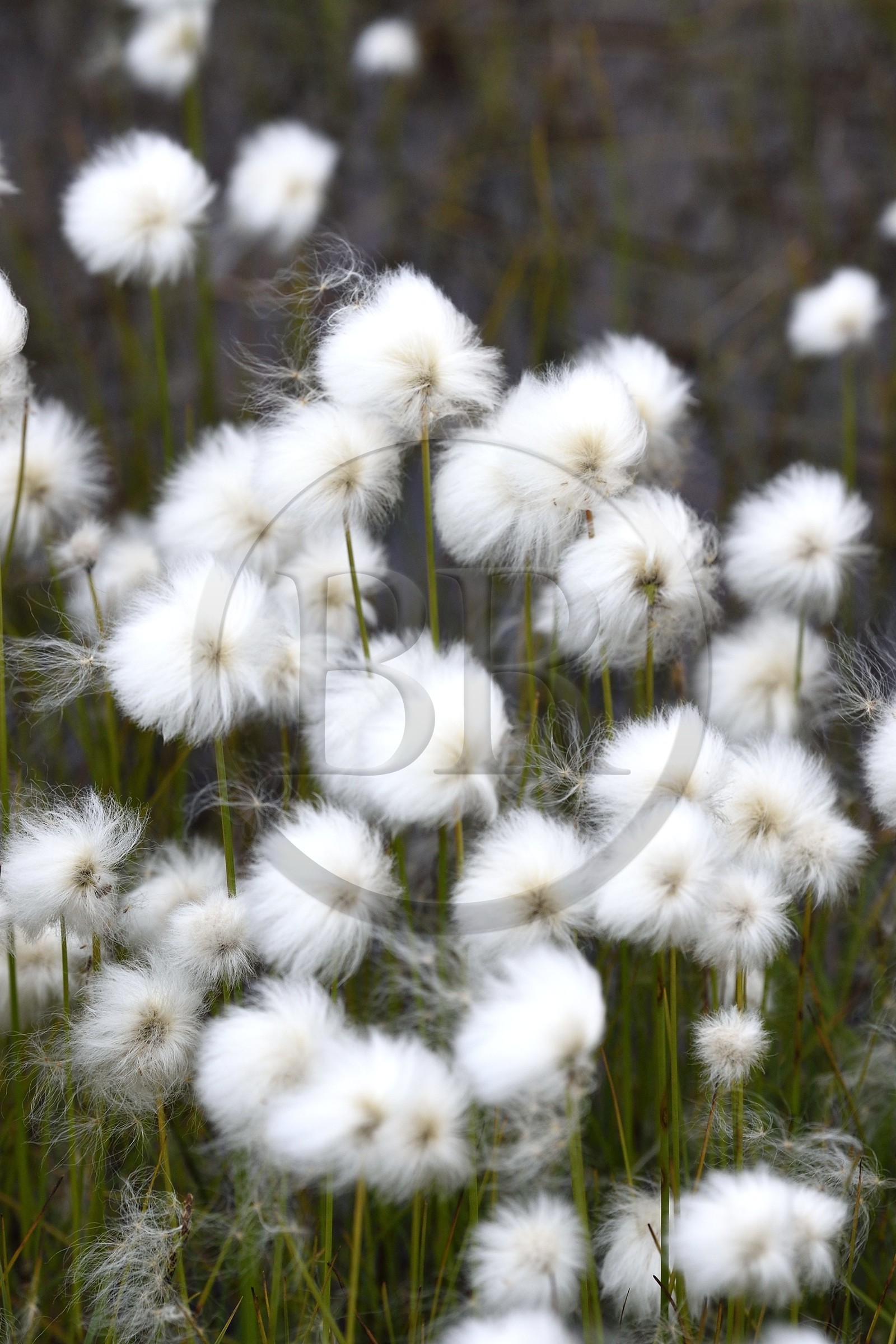 Groenland, région du centre ouest vers Kangerlussuaq, Linaigrette de Scheuchzer (Eriophorum scheuchzeri)