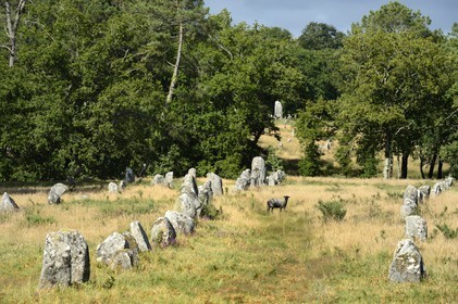 France, Morbihan (56), Carnac, alignement mégalithique de Kermario
