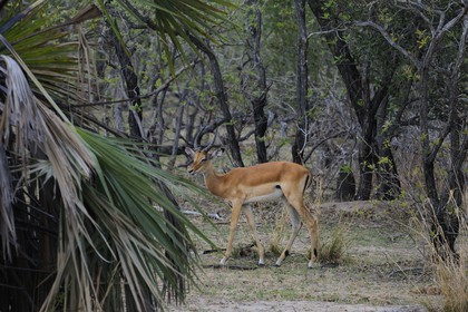 Tanzania, Selous Game Reserve is one of the largest fauna reserves of the world and designated a UNESCO World Heritage Site in 1982, impala (Aepyceros melampus)