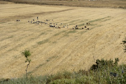 Israel, Northern District, Galilee, Nazareth, shepherd and his flock of sheep