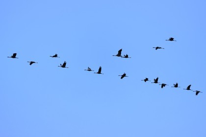 France, Indre, Berry, Parc Naturel Regional de la Brenne (Natural Regional Park of La Brenne), Rosnay, Red Sea pond (etang de la Mer Rouge), Common Crane (Grus grus), flight at sunset