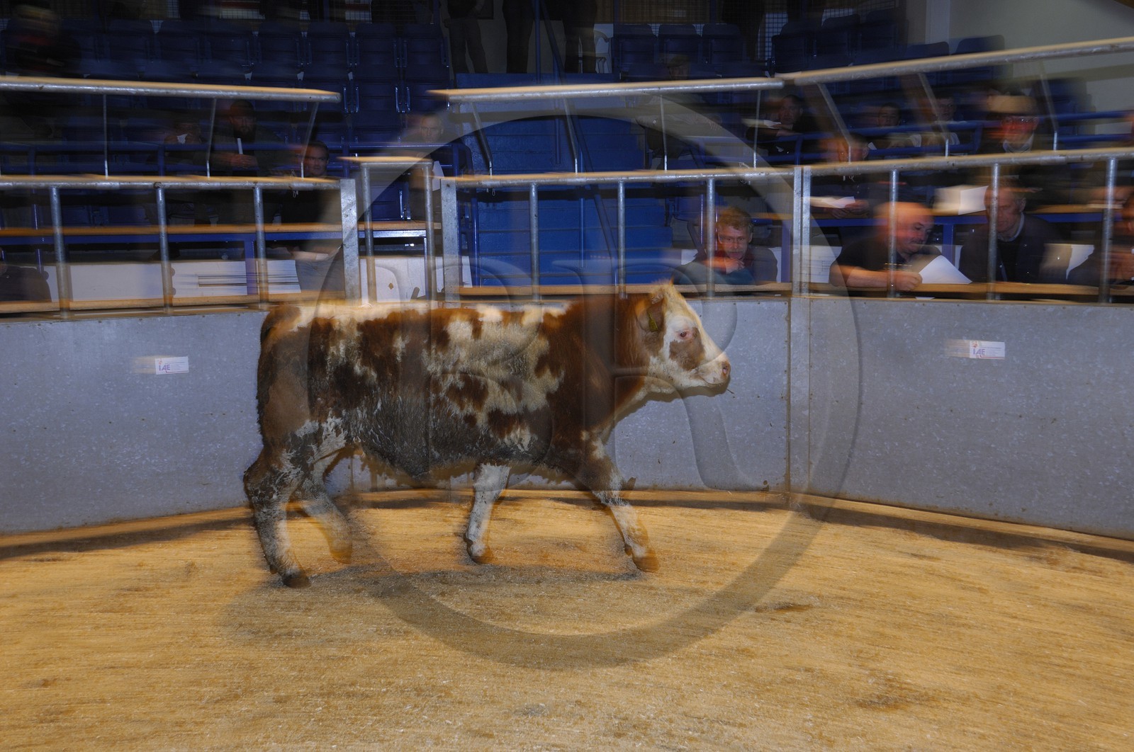 Royaume-Uni, Ecosse, Iles Orcades, Ile de Mainland, vente aux enchère du bétail