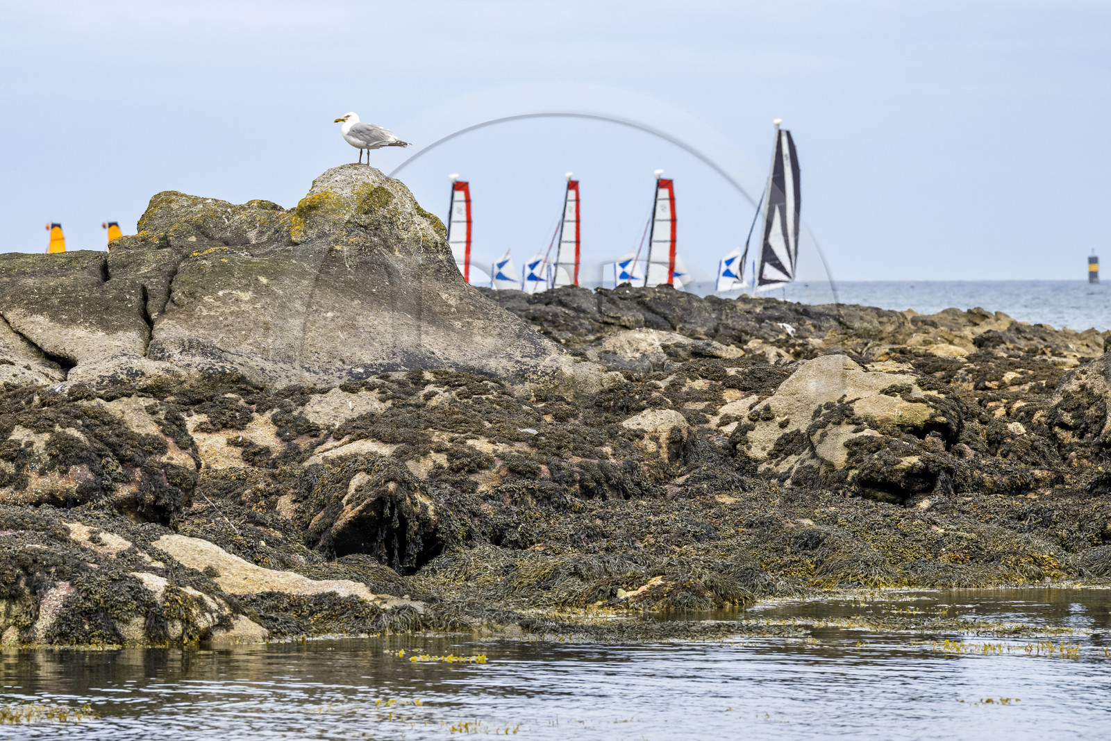 France, Finistère (29), Pays des Abers, estuaire de l'Aber Wrac'h, trimaran de l'école de voile