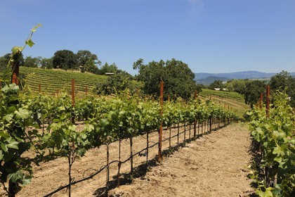 Etats-Unis, Californie, Sonoma County, le vignoble de la propriété Arista