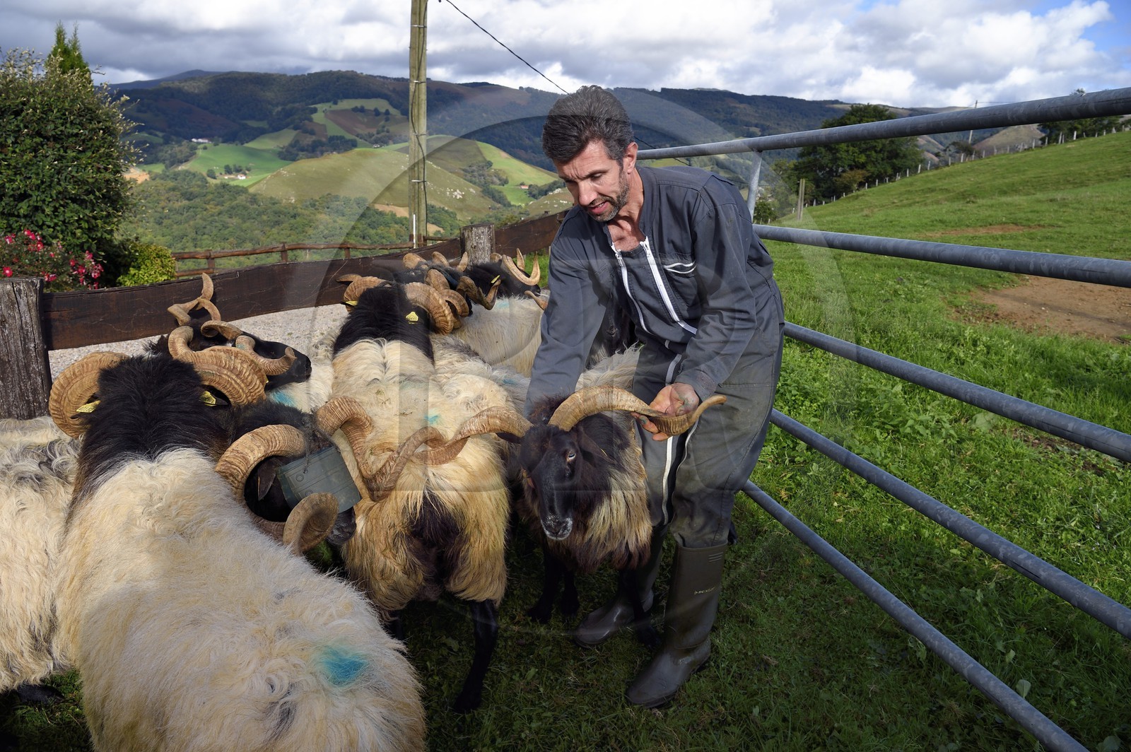 France, Pyrénées-Atlantiques (64), Pays-Basque, vallée des Aldudes, Urepel, Philippe Casiriain, éleveur de brebis manech tête noire France, Pyrénées-Atlantiques (64), Pays-Basque, vallée des Aldudes, Urepel, Philippe Casiriain, éleveur de brebis manech tête noire