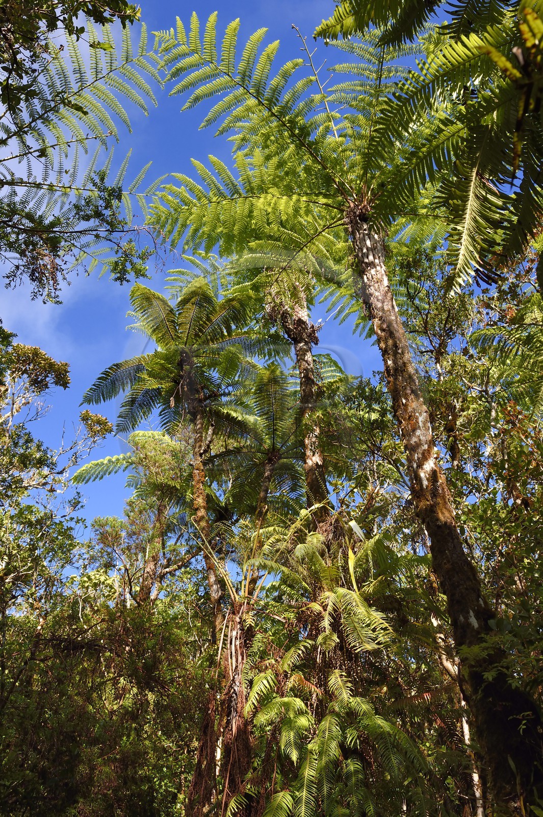 France, Ile de la Reunion, Saint Benoit, Parc national de La Reunion, classé Patrimoine Mondial de l'UNESCO, foret de Bébour, fougères arborescentes sur le sentier du Piton Bébour