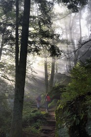 France, Bas-Rhin (67), Mont Saint-Odile, randonnée le long du Mur Païen, vestige d'un mur d'enceinte probablement de l'époque mérovingienne d'une longueur totale de onze kilomètres, lever de soleil dans la brume du petit matin
