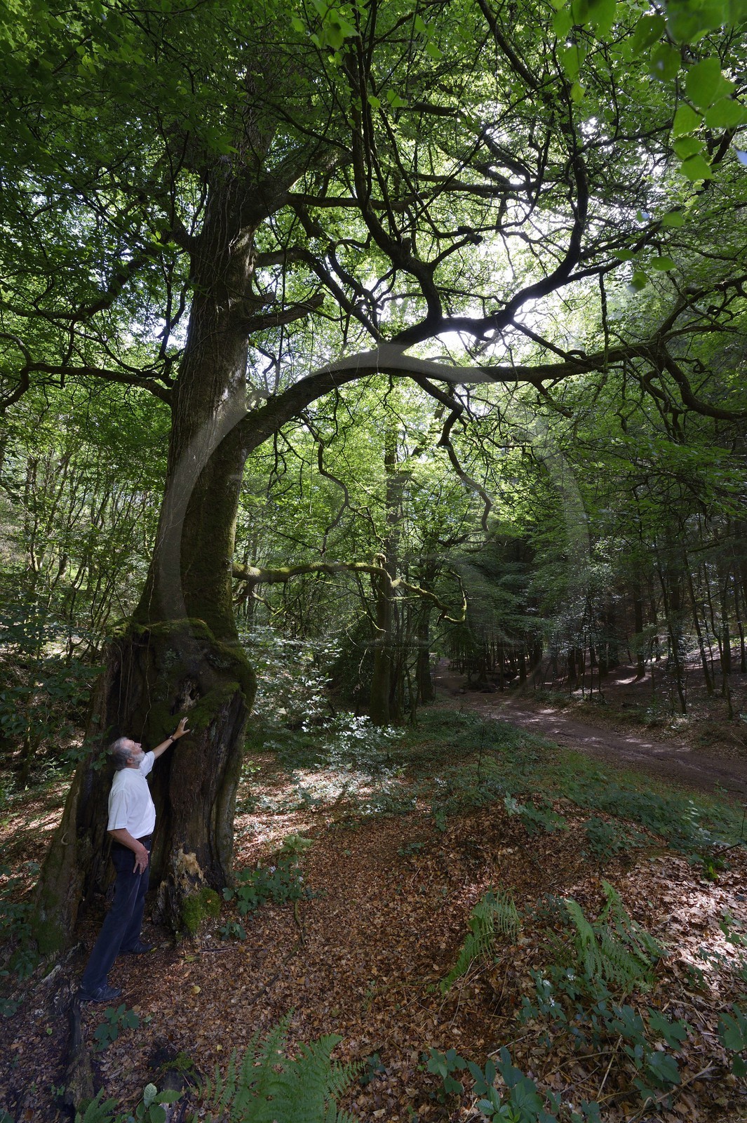 France, Morbihan (56), forêt de Brocéliande, Tréhorenteuc, hêtre multicentenaire dans le Val sans retour