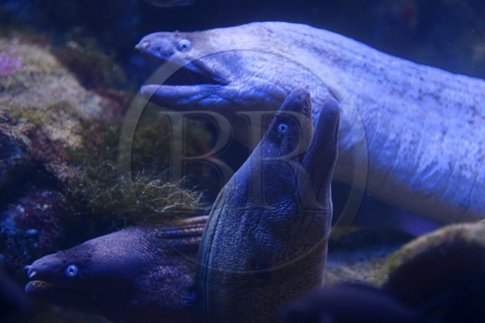 Principauté de Monaco, Monaco, le musée océanographique, murènes de Méditerranée