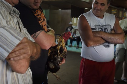 France, Ile de la Reunion, Petit Tampon, combat de coqs dans le Rond de Coq, discussions entre propriétaires avant le combat France, Reunion island (French overseas department), Petit Tampon, cockfight in the Rond de Coq, discussions between owners before the fight