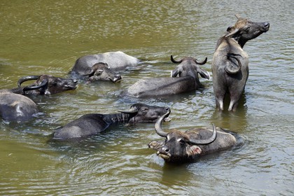 Sri Lanka, province du Centre-Nord, Diyabeduma, buffle dans la rivière amban ganga