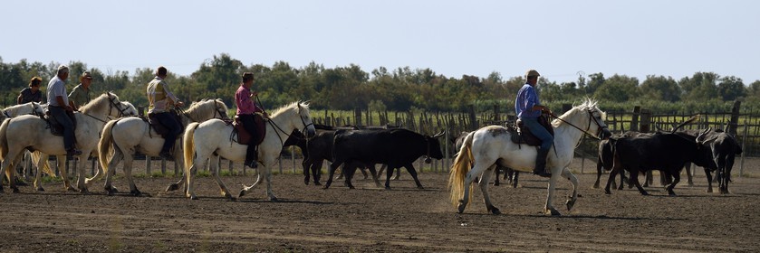 France, Bouches du Rhone, Parc naturel regional de Camargue (Regional Natural Park of Camargue), manade Jacques Mailhan, Camargue bull called Raco di Biou, the gardians sort the bulls