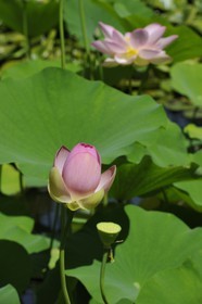 France, Hérault (34), Montpellier, le Jardin des Plantes, lotus des Indes (Nelumbo nucifera gaertner)