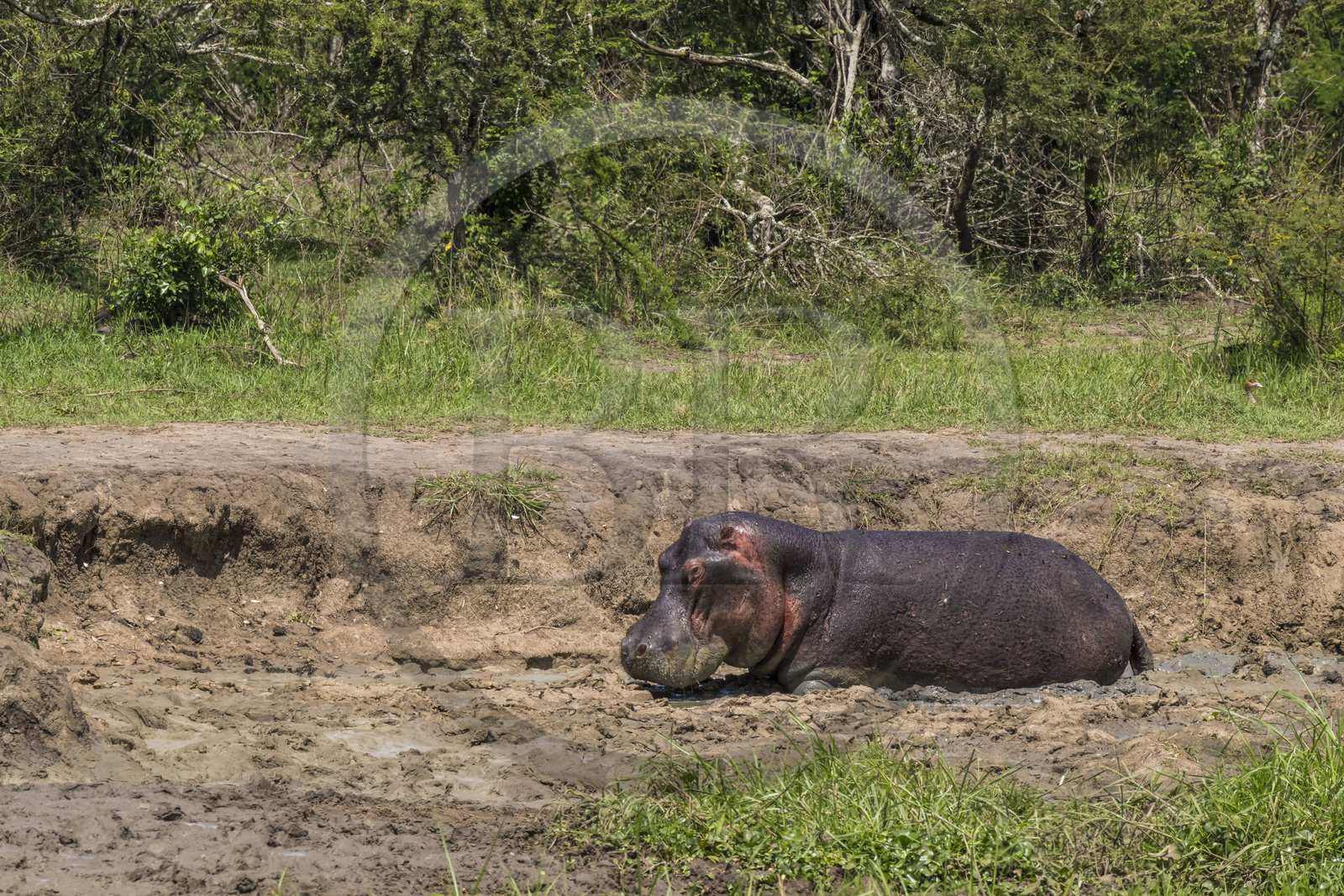 Rwanda, Parc national de l'Akagera, lac Hago, Hippopotame (Hippopotamus amphibius) dans la boue