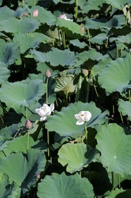 Vietnam, Ninh Binh province, lotus fowers