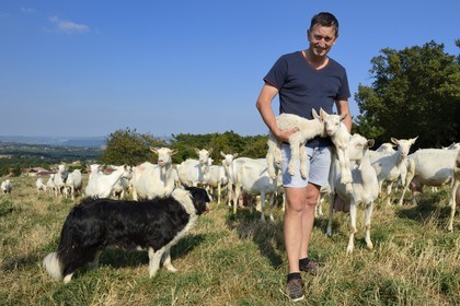 France, Loire, Parc Naturel Regional du Pilat (Natural Regional Park of Pilat), Pelussin, production by the GAEC de la Cabriole from Rigotte de Condrieu AOC goat cheese, the herd of goats from Claude and Andre Boucher, André Boucher holding just born goats