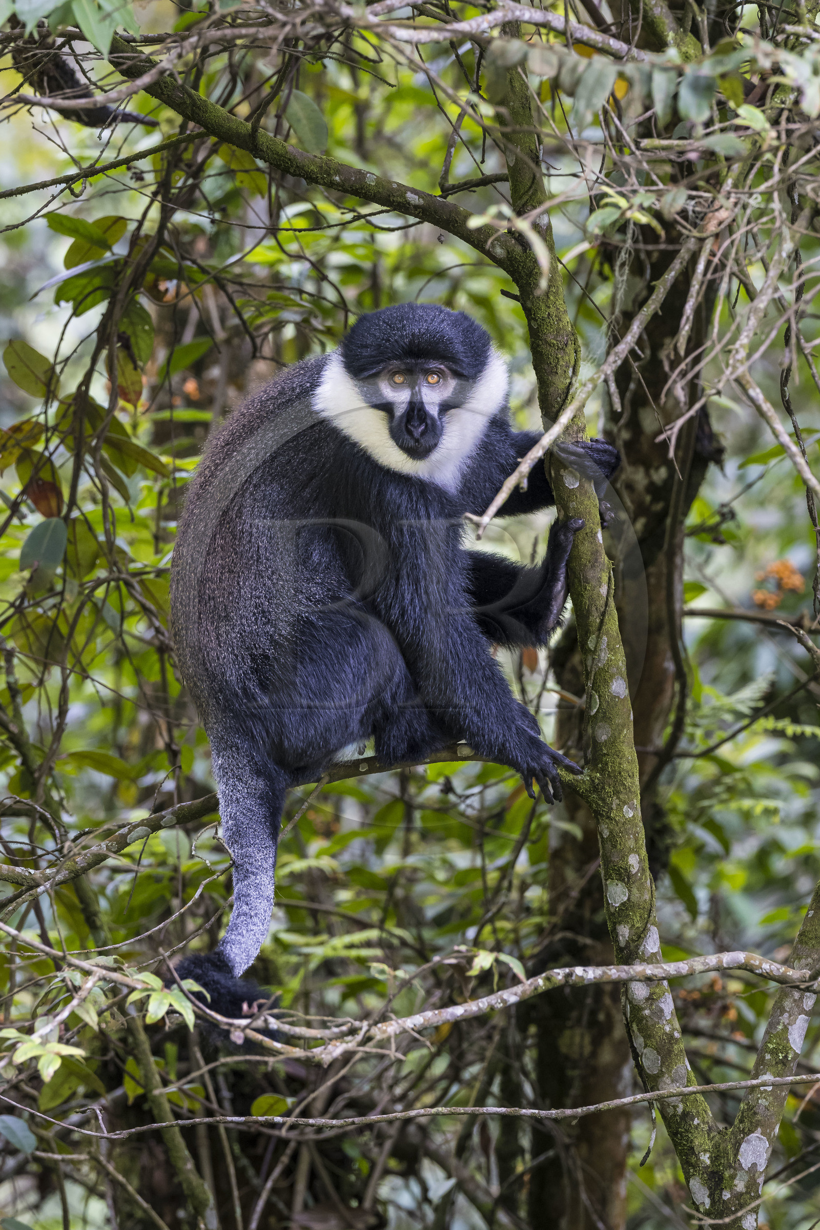 Rwanda, Province de l’Ouest, Colline Ibanda à Uwinka, Parc national de Nyungwe, Cercopithèque de l'Hœst (Allochrocebus lhoesti)