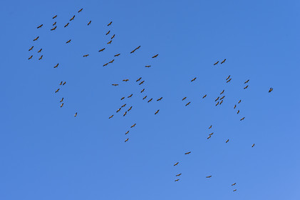 France, Gard (30), Aigues-Mortes, massif dunaire camarguais de la Pointe de l'Espiguette en bord de mer, vol de flamands roses