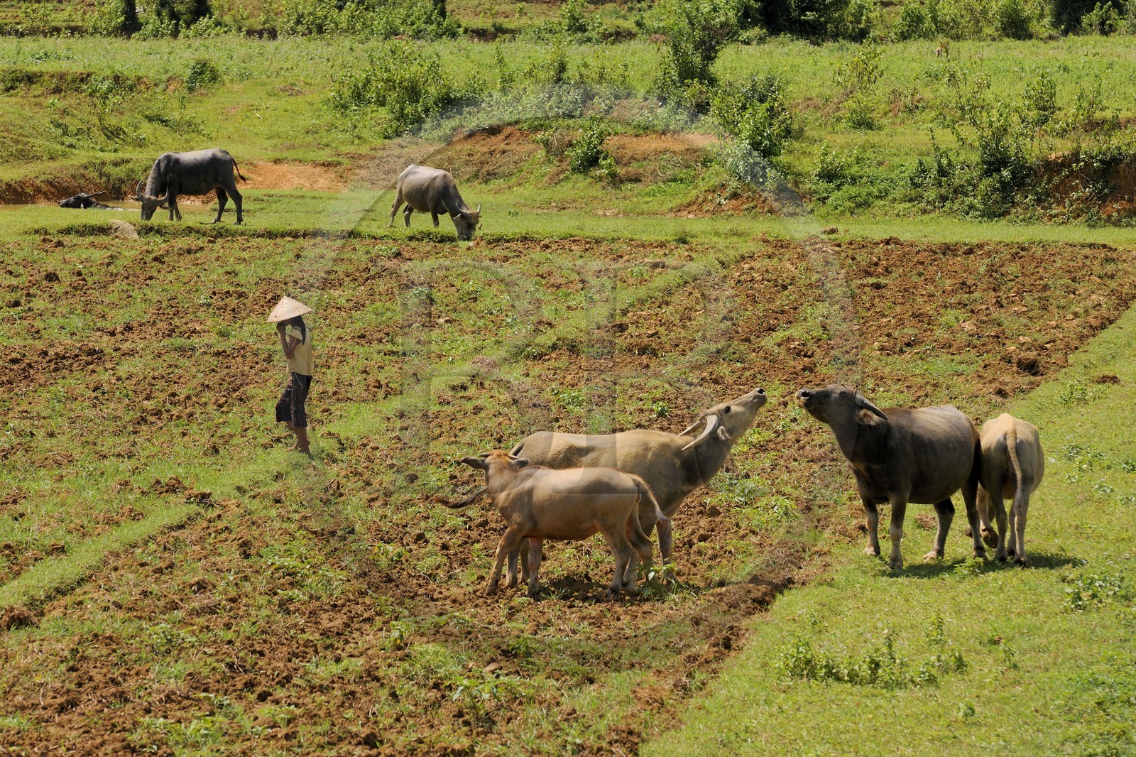 Vietnam, région au Nord-Ouest de Ninh Binh, paysage bordant l'ancienne piste Ho Chi Minh, buffle dans les champs