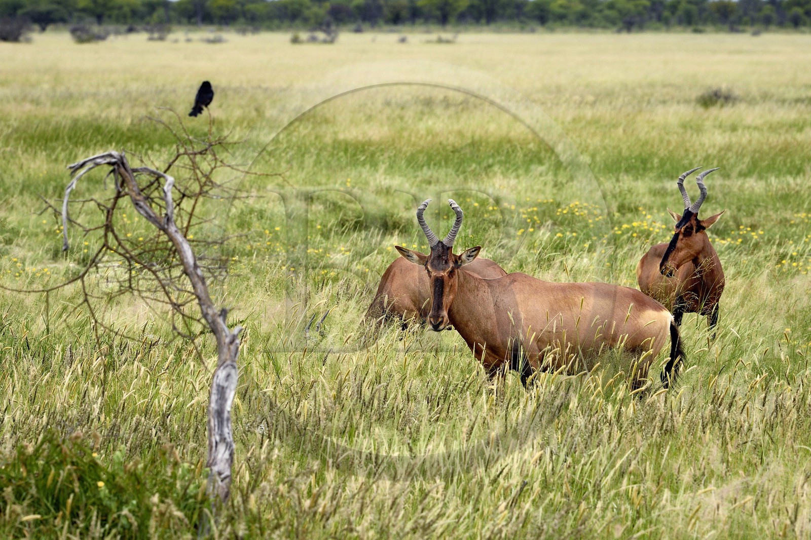 Namibie, région de Oshikoto, Parc National d'Etosha, Bubale roux (Alcelaphus buselaphus)