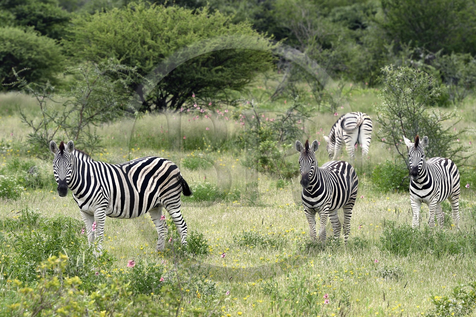 Namibie, région de Oshikoto, Parc National d'Etosha, zèbres de Burchell (Equus burchellii)