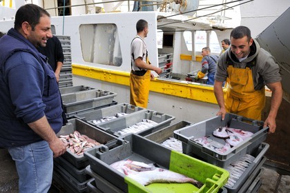 France, Hérault (34), Sète, la Criée Aux Poissons, débarquement de la pêche