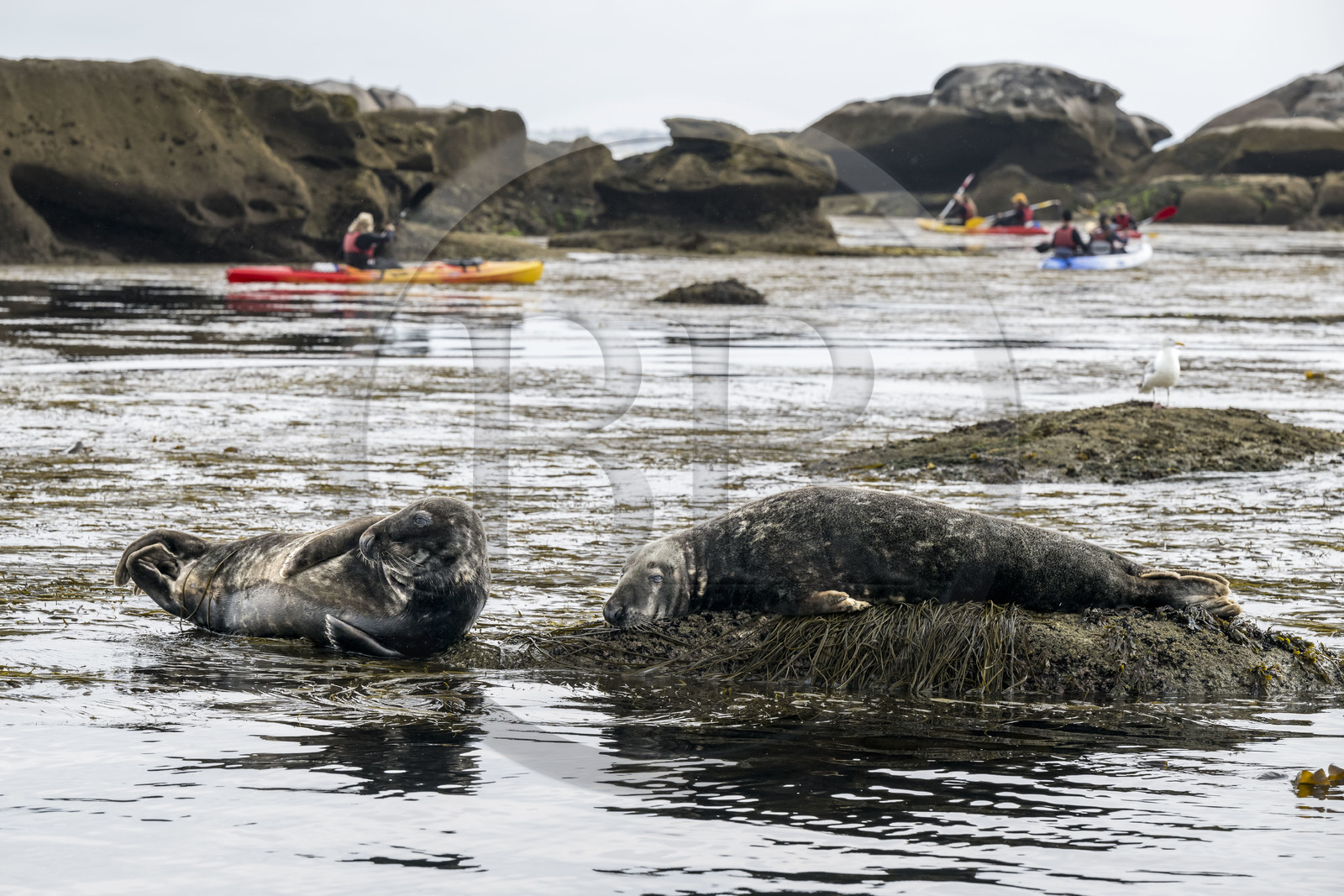 France, Finistère (29), Penmarch, archipel des Étocs, sortie en kayak du Centre nautique du Guilvinec à la découverte du phoque gris (halichoerus grypus) dans les rochers à marée basse