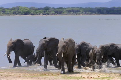 Tanzanie, Reserve de gibier de Selous une des plus grandes zones protégées au monde et inscrite sur la liste du patrimoine mondial de l’Unesco depuis 1982, Éléphant de savane d'Afrique (Loxodonta africana) se baignant dans le lac Nzerakera