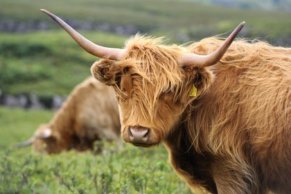 Royaume-Uni, Ecosse, Highland, Hébrides intérieures, Ile de Mull, vache de race Highland