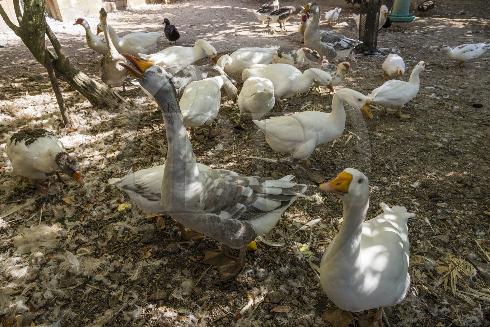 France, Var (83), Provence Verte, Bras, vers Saint-Maximin-la-Sainte-Baume, la maison d'hotes Le Peyrourier - une campagne en Provence