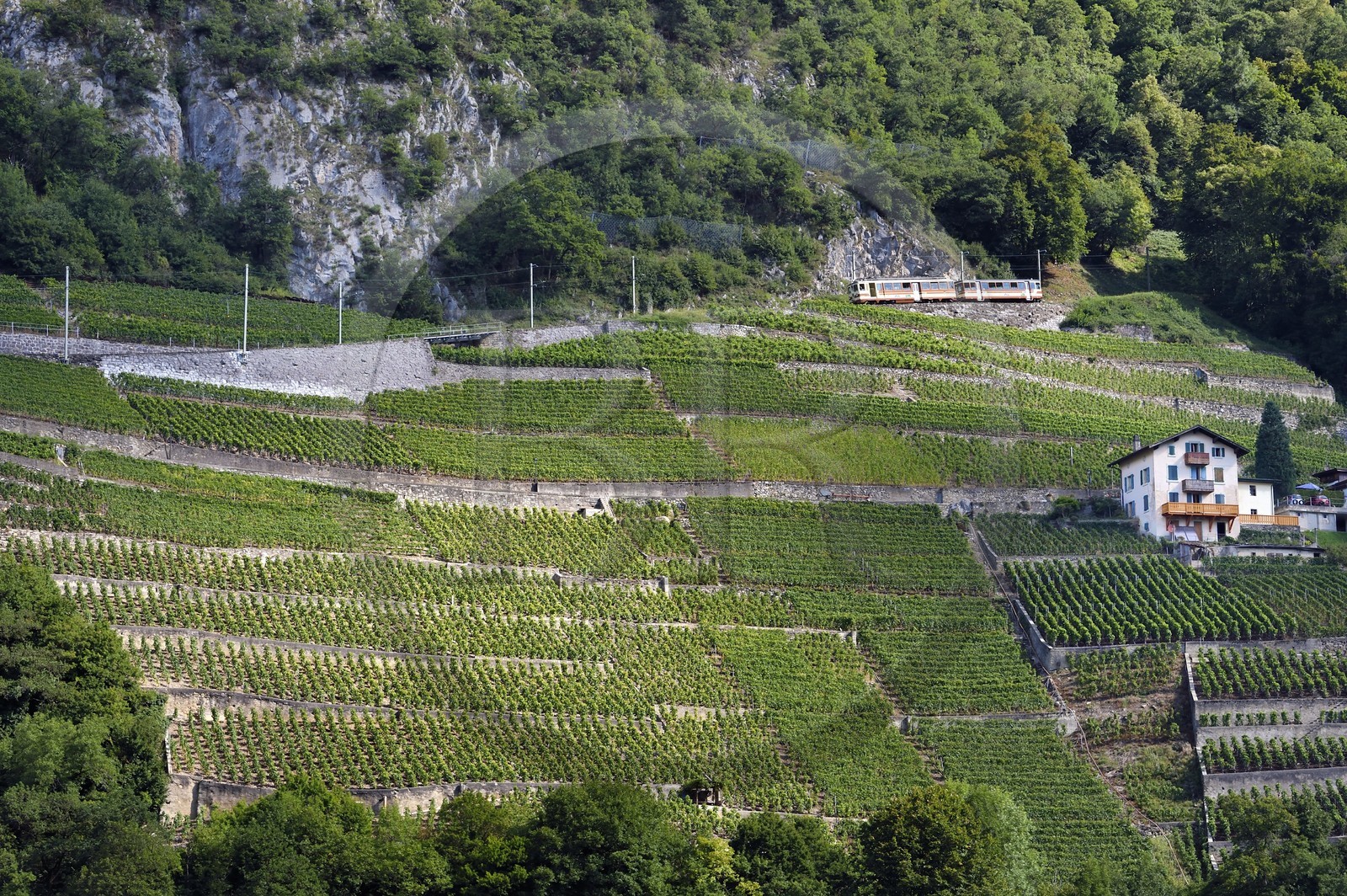 Suisse, Canton de Vaud, Aigle, train régional progressant à flanc de colline et entouré par le vignoble