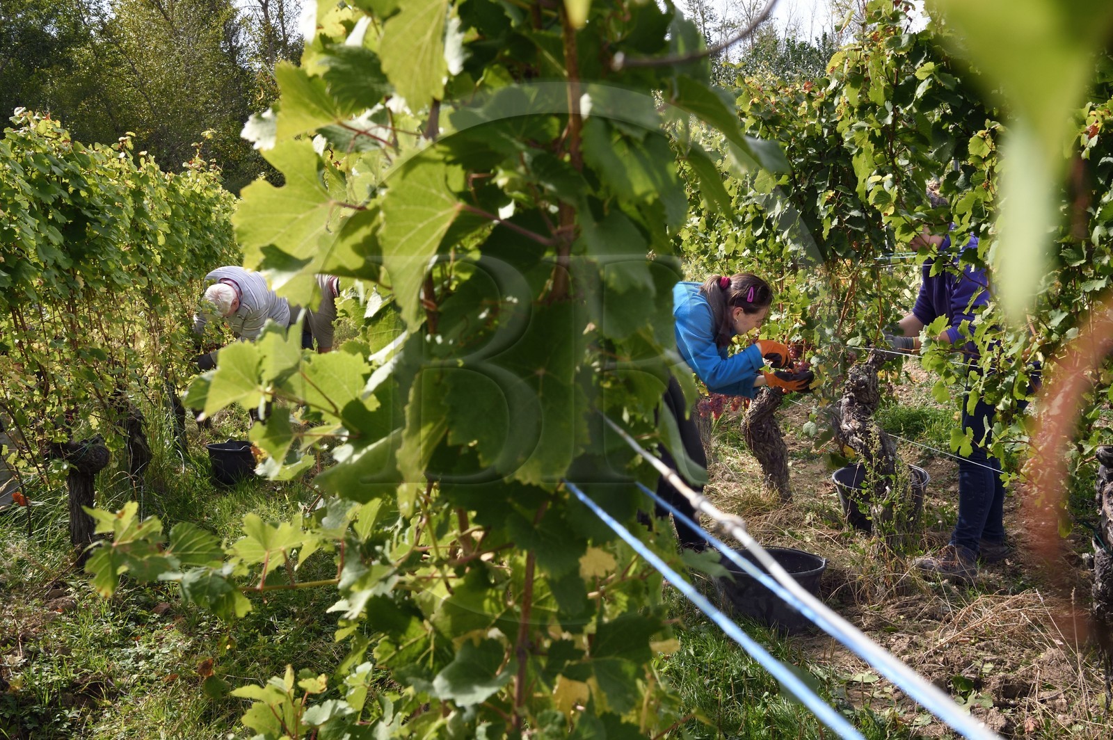 France, Bas-Rhin (67), Route des vins d'Alsace, Nothalten, vendanges sur une parcelle de gewurztraminer du Domaine viticole Philippe Sohler à Epfig