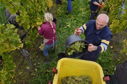 France, Bas-Rhin (67), Route des Vins d'Alsace, Mittelbergheim, labellisé Les Plus Beaux Villages de France, vendanges manuelles au domaine Wittmann
