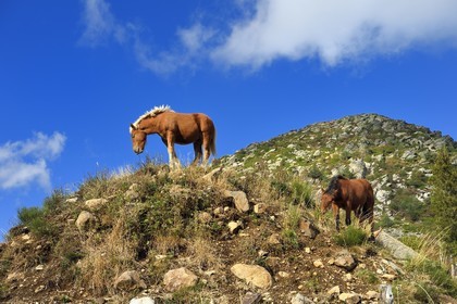 France, Ardeche, parc naturel regional des Monts d'Ardeche (Regional natural reserve of the Mounts of Ardeche), horses at the foot of the Mont Gerbier de Jonc (altitude of 1551m)