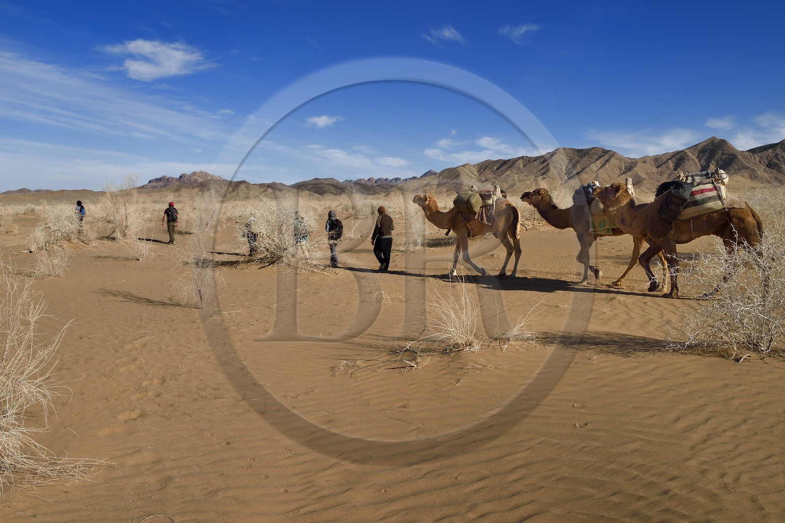 Iran, Province d'Ispahan, désert du Dasht-e Kavir, Mesr dans la région de Khur et Biabanak, caravane de dromadaires lors d'une randonnée chamelière