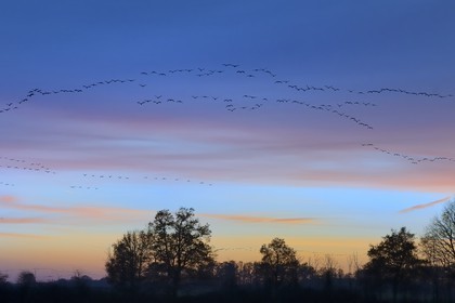 France, Indre, Berry, Parc Naturel Regional de la Brenne (Natural Regional Park of La Brenne), Rosnay, Red Sea pond (etang de la Mer Rouge), Common Crane (Grus grus), flight at sunset