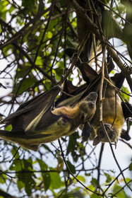 Rwanda, Province de l’Ouest, Karongi (anciennement nommée Kibuye), lac Kivu, Ile Napoléon ou Tembabagoyi, Roussette paillée africaine ou Roussette des palmiers africaine ou Roussette jaune (Eidolon helvum)