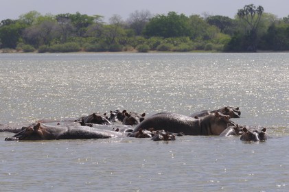 Tanzanie, Reserve de gibier de Selous une des plus grandes zones protégées au monde et inscrite sur la liste du patrimoine mondial de l’Unesco depuis 1982, hippopotames sur le lac Nzerakera formé par la rivière Rufiji