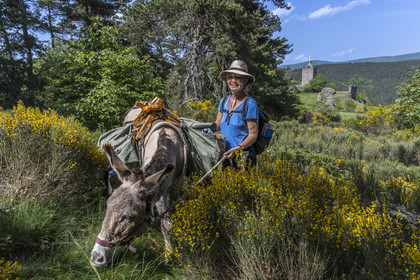 France, Lozère (48), Luc, randonnée avec un âne sur le chemin de Stevenson (GR 70) devant les ruines du chateau de Luc